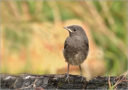 <p>REHEK DOMÁCÍ (Phoenicurus ochruros) /Black redstart - Hausrotschwanz/</p>